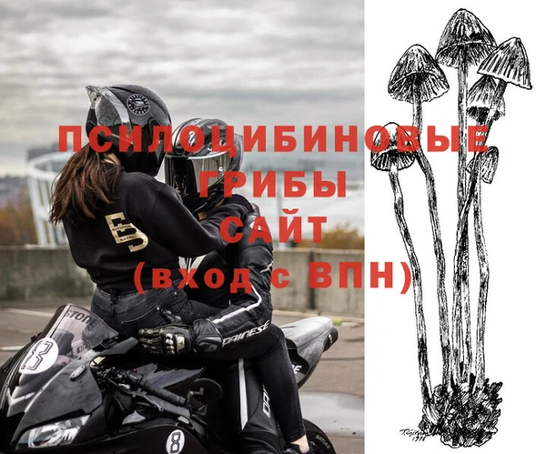 прущие грибы Карпинск